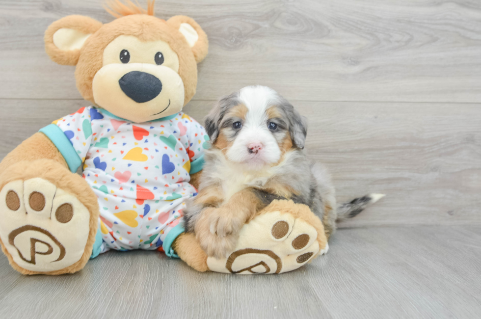 6 week old Mini Bernedoodle Puppy For Sale - Windy City Pups