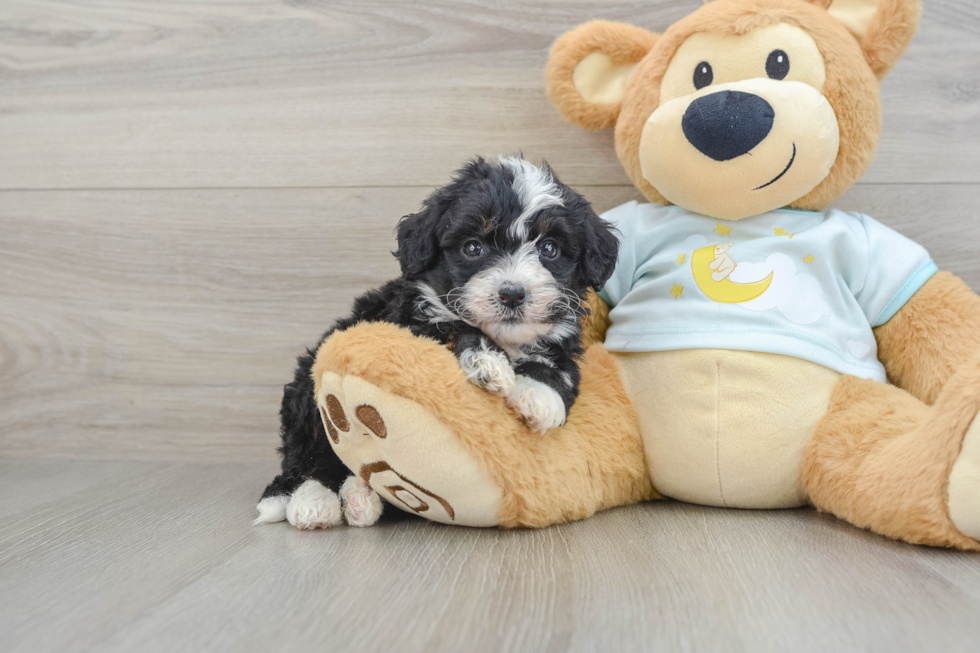 Best Mini Bernedoodle Baby