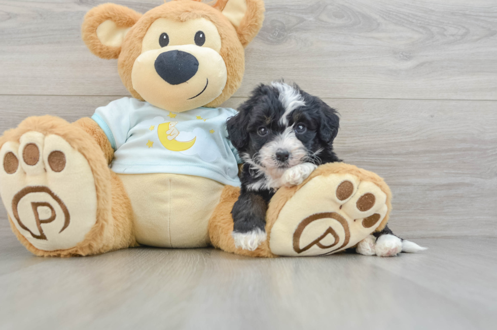 6 week old Mini Bernedoodle Puppy For Sale - Windy City Pups