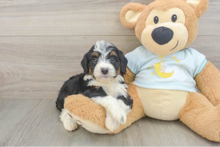 Little Mini Berniedoodle Poodle Mix Puppy