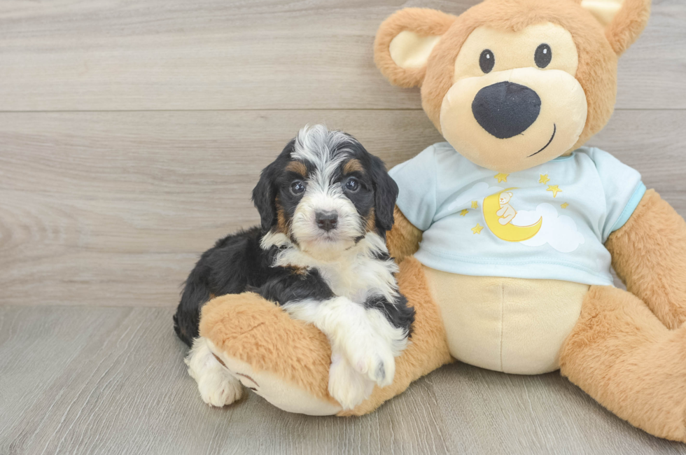 6 week old Mini Bernedoodle Puppy For Sale - Windy City Pups