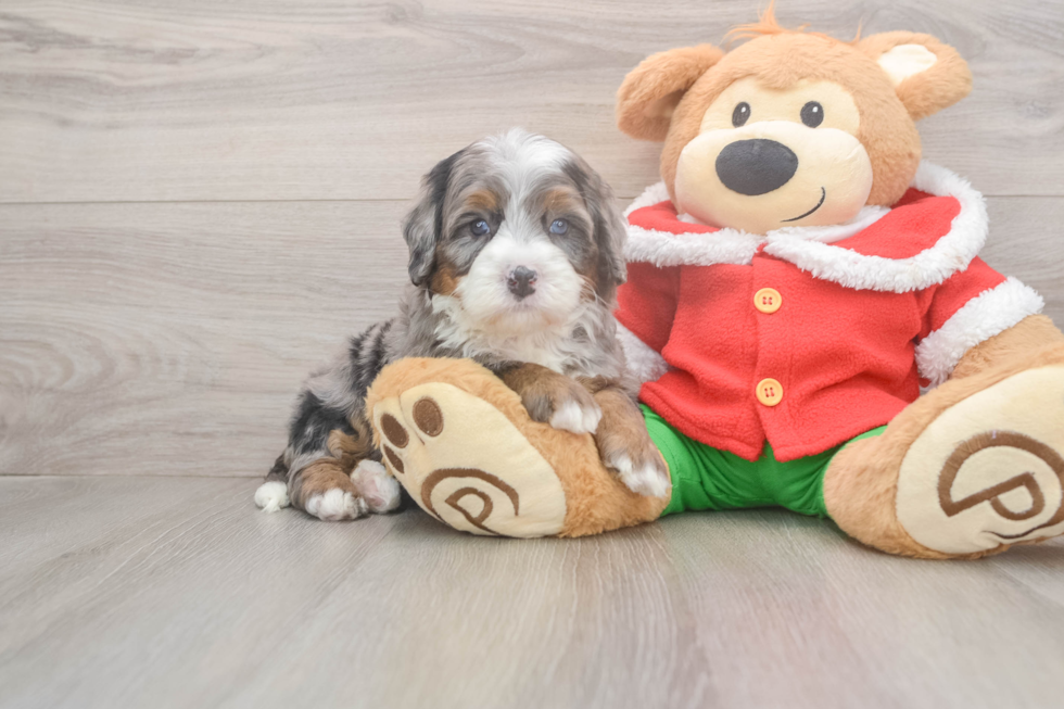Mini Bernedoodle Pup Being Cute