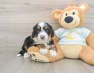 5 week old Mini Bernedoodle Puppy For Sale - Windy City Pups