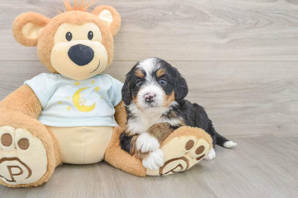 Little Mini Bernesedoodle Poodle Mix Puppy