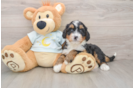 Mini Bernedoodle Pup Being Cute