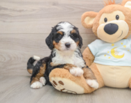 7 week old Mini Bernedoodle Puppy For Sale - Windy City Pups