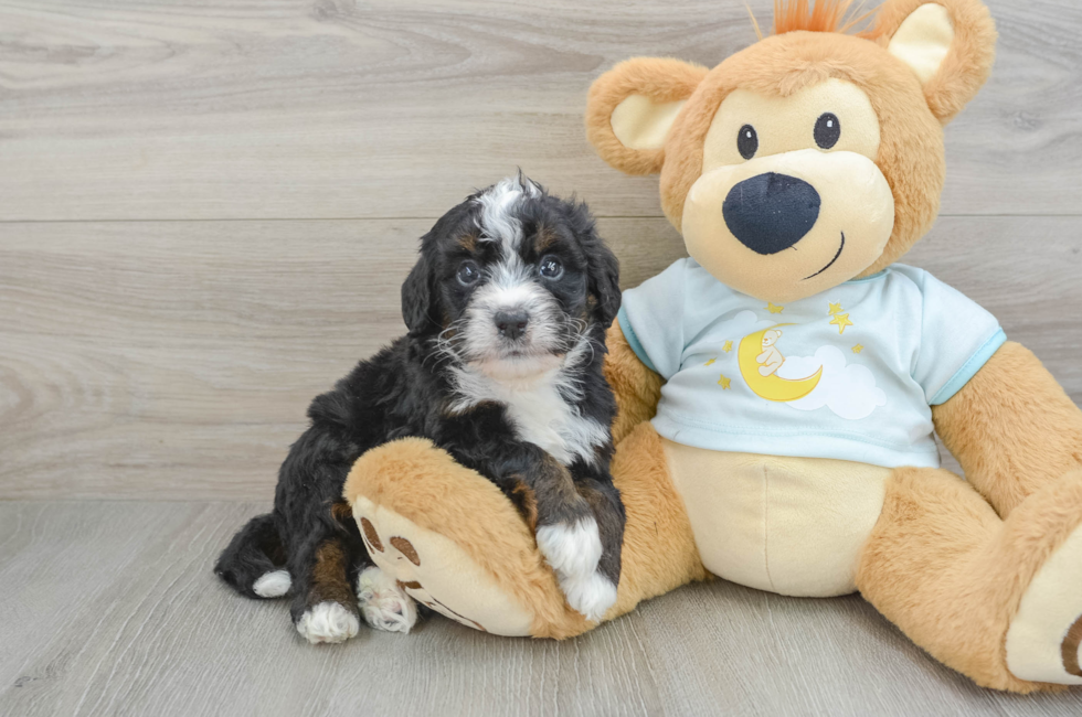 6 week old Mini Bernedoodle Puppy For Sale - Windy City Pups