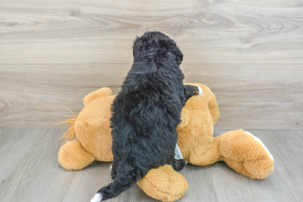 Energetic Mini Bernesedoodle Poodle Mix Puppy