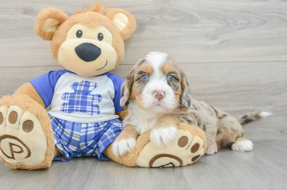 7 week old Mini Bernedoodle Puppy For Sale - Windy City Pups