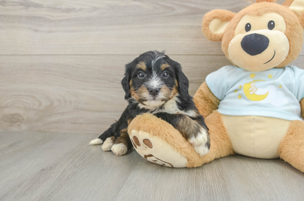 6 week old Mini Bernedoodle Puppy For Sale - Windy City Pups