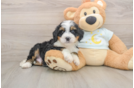 Playful Mini Bernese Poodle Poodle Mix Puppy