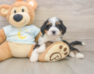 7 week old Mini Bernedoodle Puppy For Sale - Windy City Pups