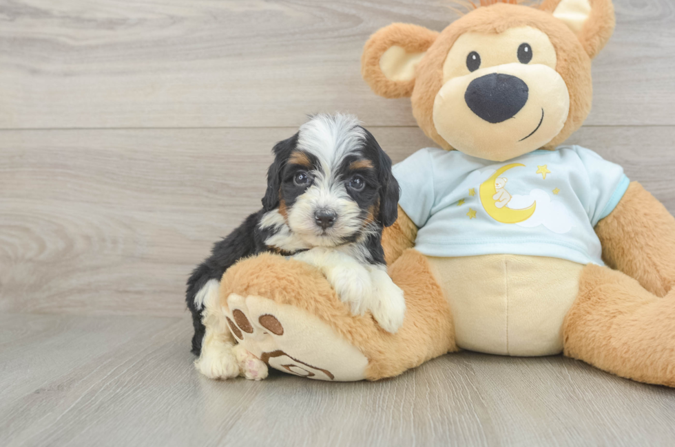 6 week old Mini Bernedoodle Puppy For Sale - Windy City Pups