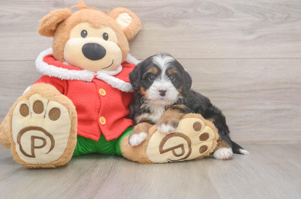 6 week old Mini Bernedoodle Puppy For Sale - Windy City Pups