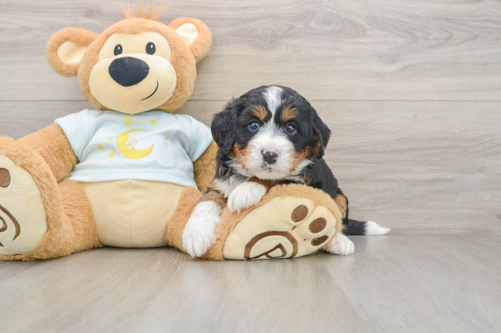 Hypoallergenic Mini Bernesepoo Poodle Mix Puppy