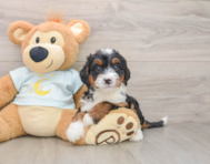 6 week old Mini Bernedoodle Puppy For Sale - Windy City Pups