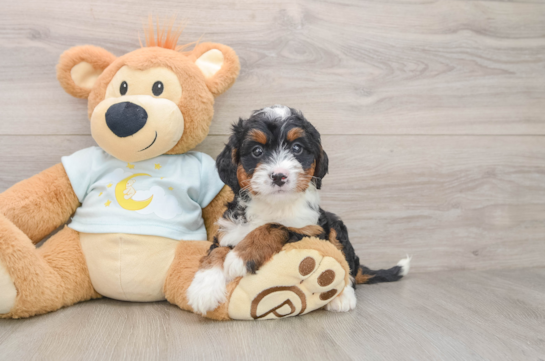 Mini Bernedoodle Pup Being Cute