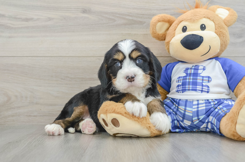 7 week old Mini Bernedoodle Puppy For Sale - Windy City Pups