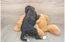 Adorable Bernese Doodle Poodle Mix Puppy