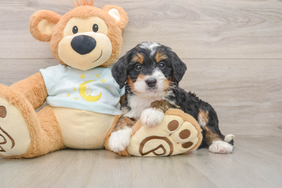 Mini Bernedoodle Pup Being Cute