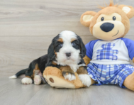7 week old Mini Bernedoodle Puppy For Sale - Windy City Pups