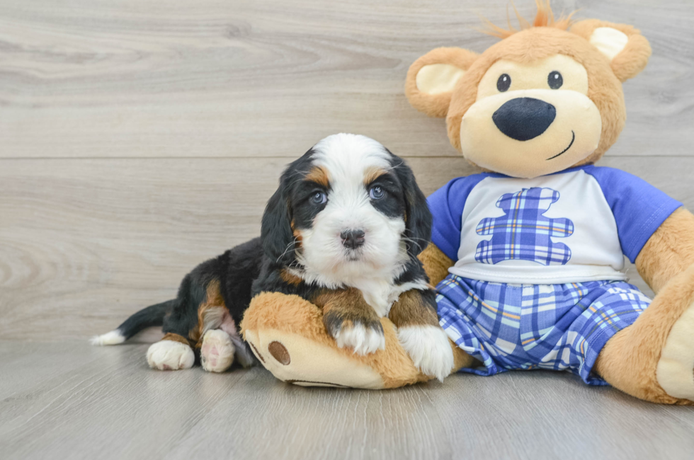 7 week old Mini Bernedoodle Puppy For Sale - Windy City Pups