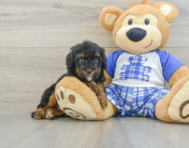 8 week old Mini Bernedoodle Puppy For Sale - Windy City Pups