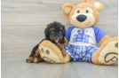 Funny Mini Bernedoodle Poodle Mix Pup