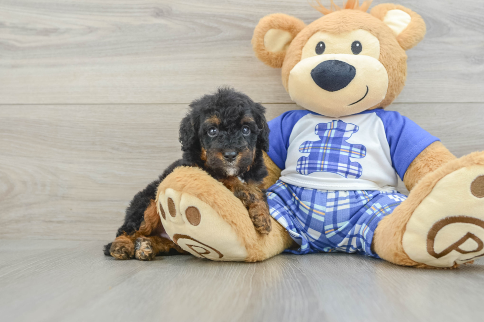 Funny Mini Bernedoodle Poodle Mix Pup