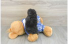 Mini Bernedoodle Pup Being Cute