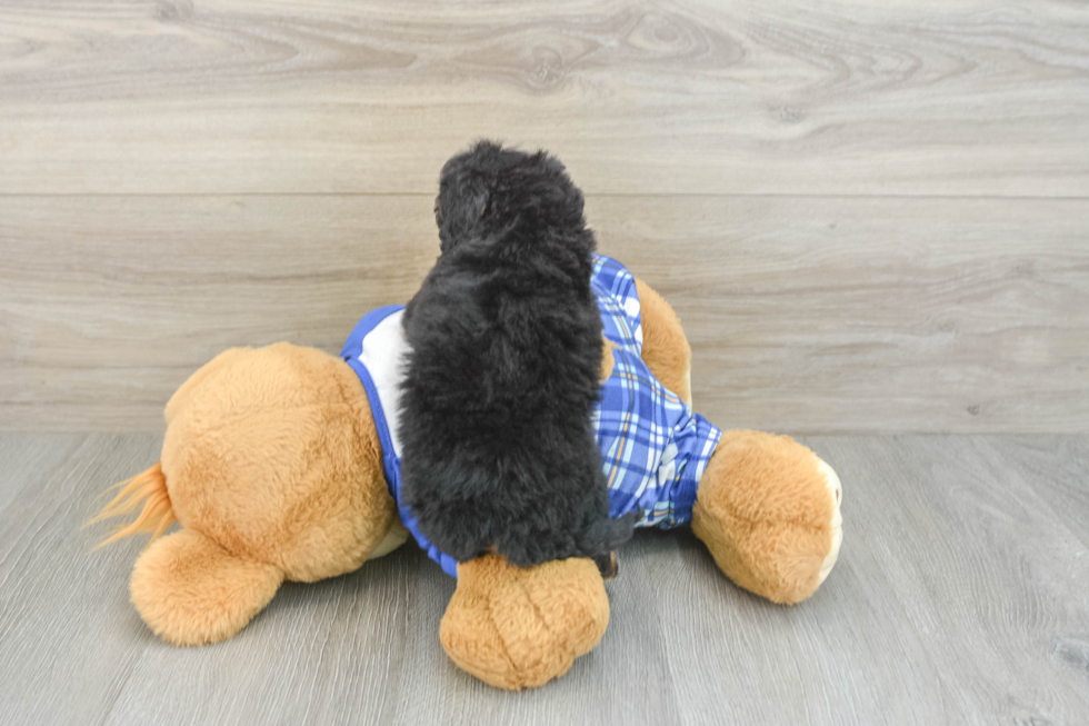 Mini Bernedoodle Pup Being Cute