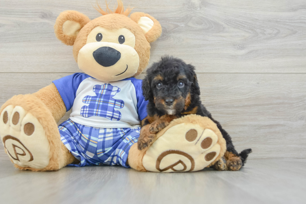 Mini Bernedoodle Pup Being Cute