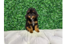 Cute Mini Bernedoodle Poodle Mix Pup