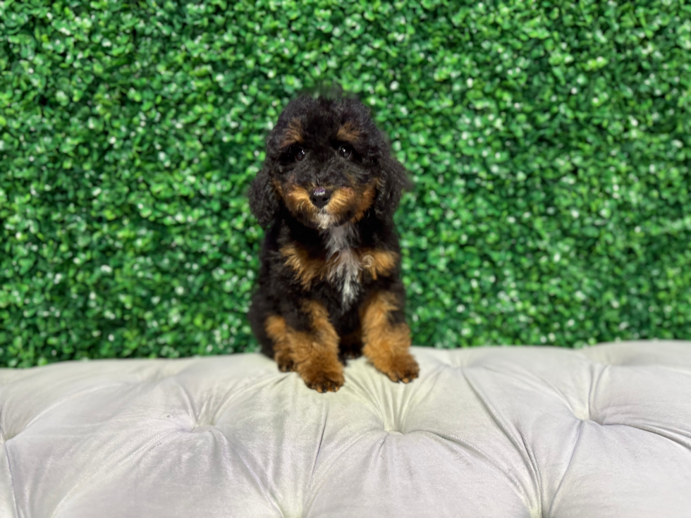 Cute Mini Bernedoodle Poodle Mix Pup