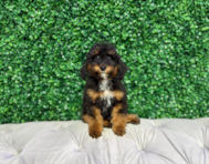10 week old Mini Bernedoodle Puppy For Sale - Windy City Pups