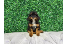 Mini Bernedoodle Pup Being Cute