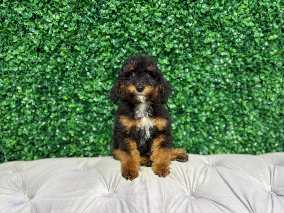Mini Bernedoodle Pup Being Cute