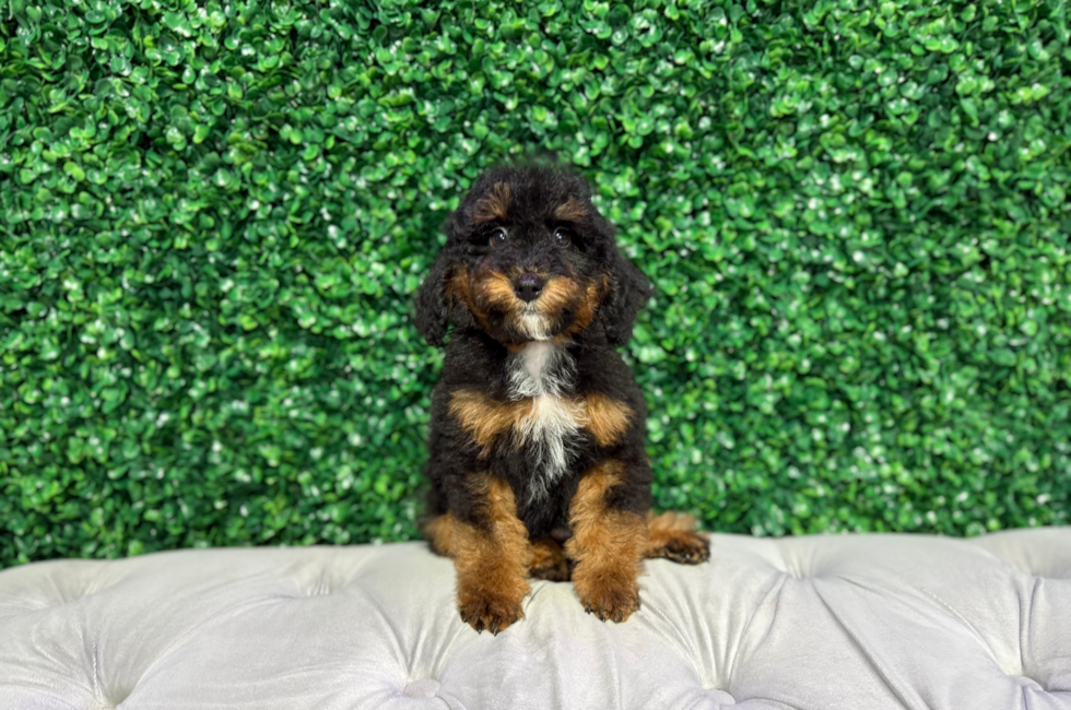 10 week old Mini Bernedoodle Puppy For Sale - Windy City Pups