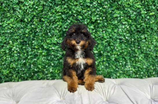 Mini Bernedoodle Pup Being Cute