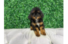 Cute Mini Bernedoodle Poodle Mix Pup