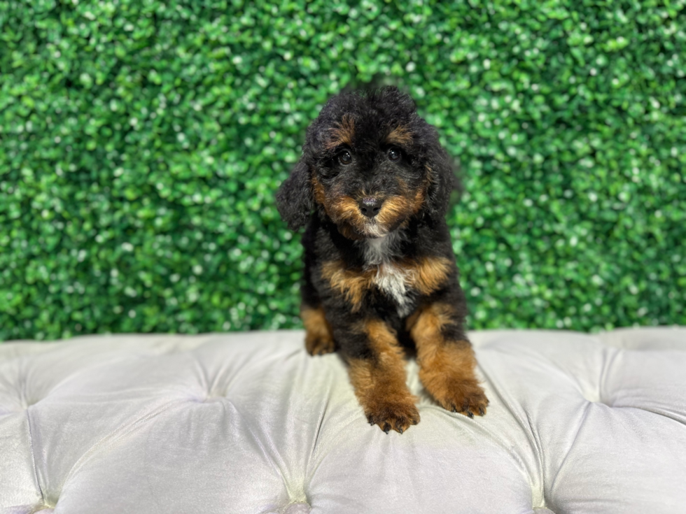Cute Mini Bernedoodle Poodle Mix Pup
