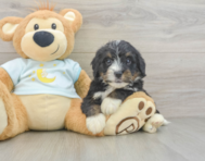7 week old Mini Bernedoodle Puppy For Sale - Windy City Pups