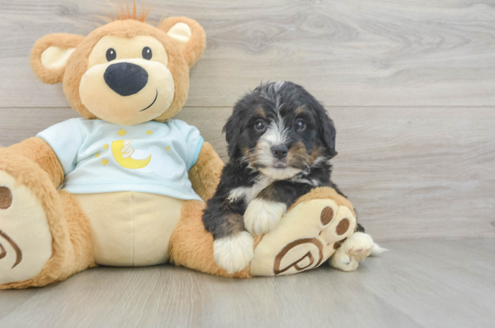 6 week old Mini Bernedoodle Puppy For Sale - Windy City Pups