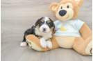 Playful Mini Bernesepoo Poodle Mix Puppy
