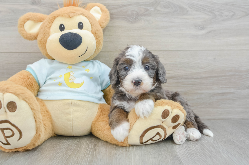 6 week old Mini Bernedoodle Puppy For Sale - Windy City Pups