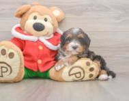 6 week old Mini Bernedoodle Puppy For Sale - Windy City Pups