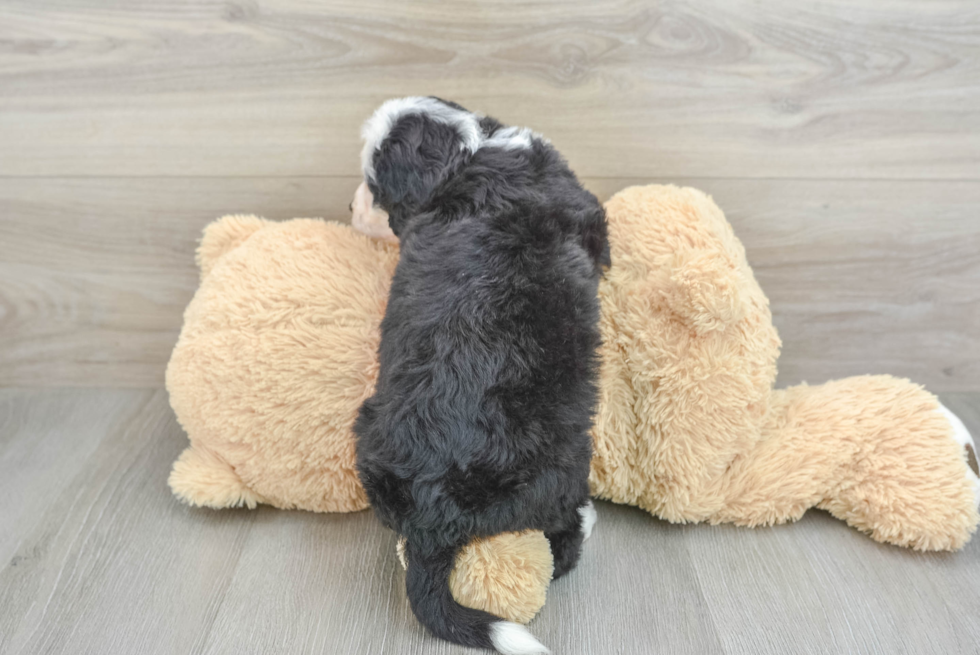 Mini Bernedoodle Pup Being Cute