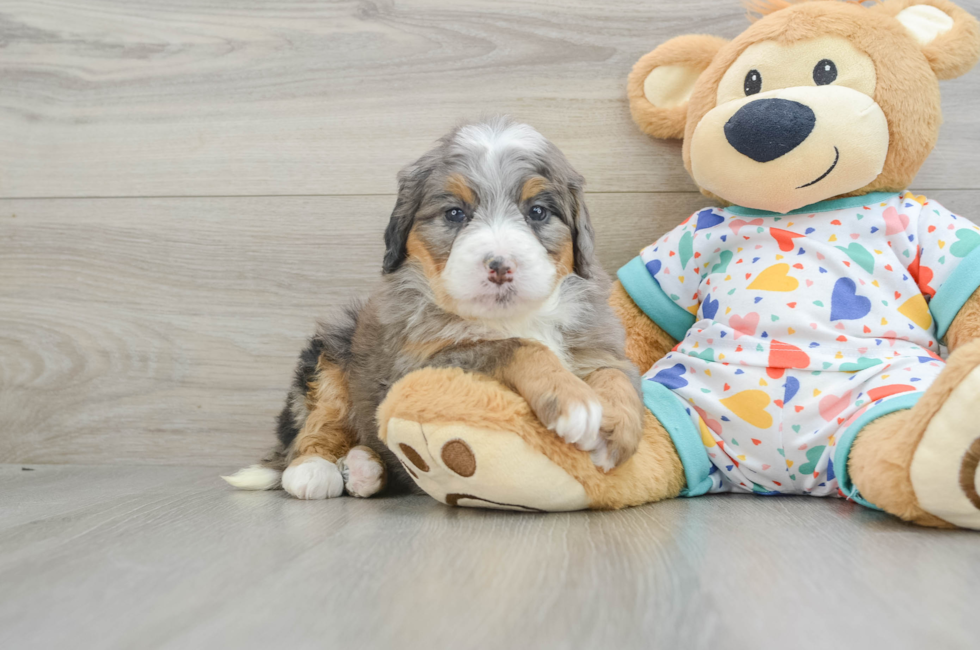 6 week old Mini Bernedoodle Puppy For Sale - Windy City Pups