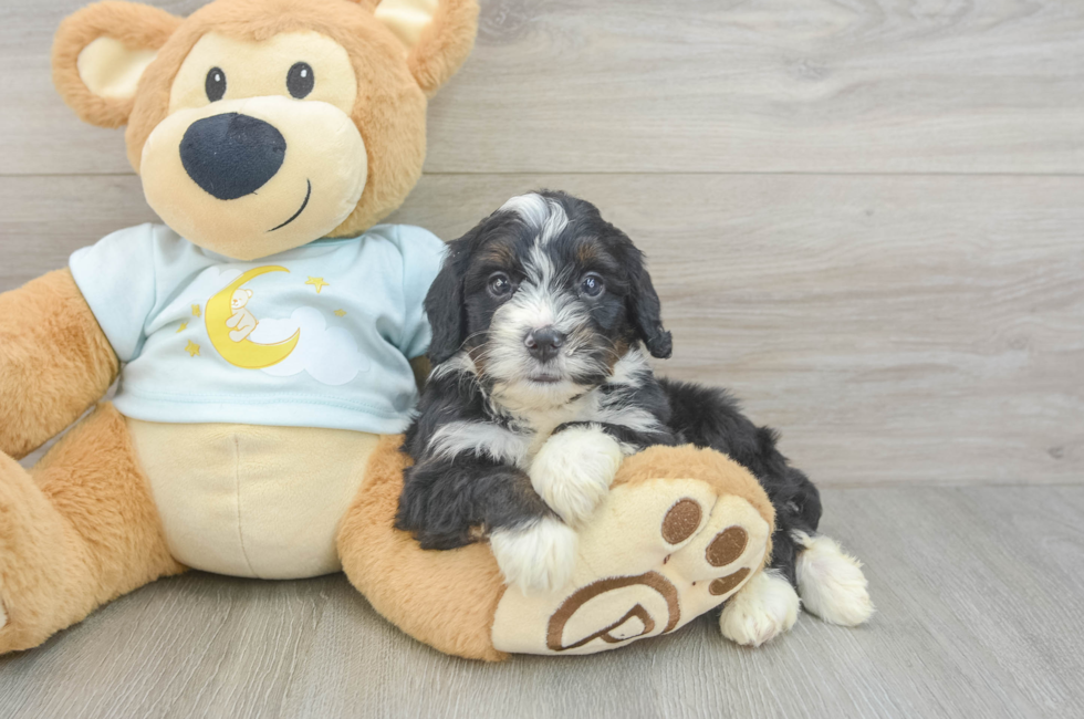6 week old Mini Bernedoodle Puppy For Sale - Windy City Pups