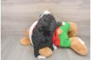 Small Mini Bernedoodle Baby
